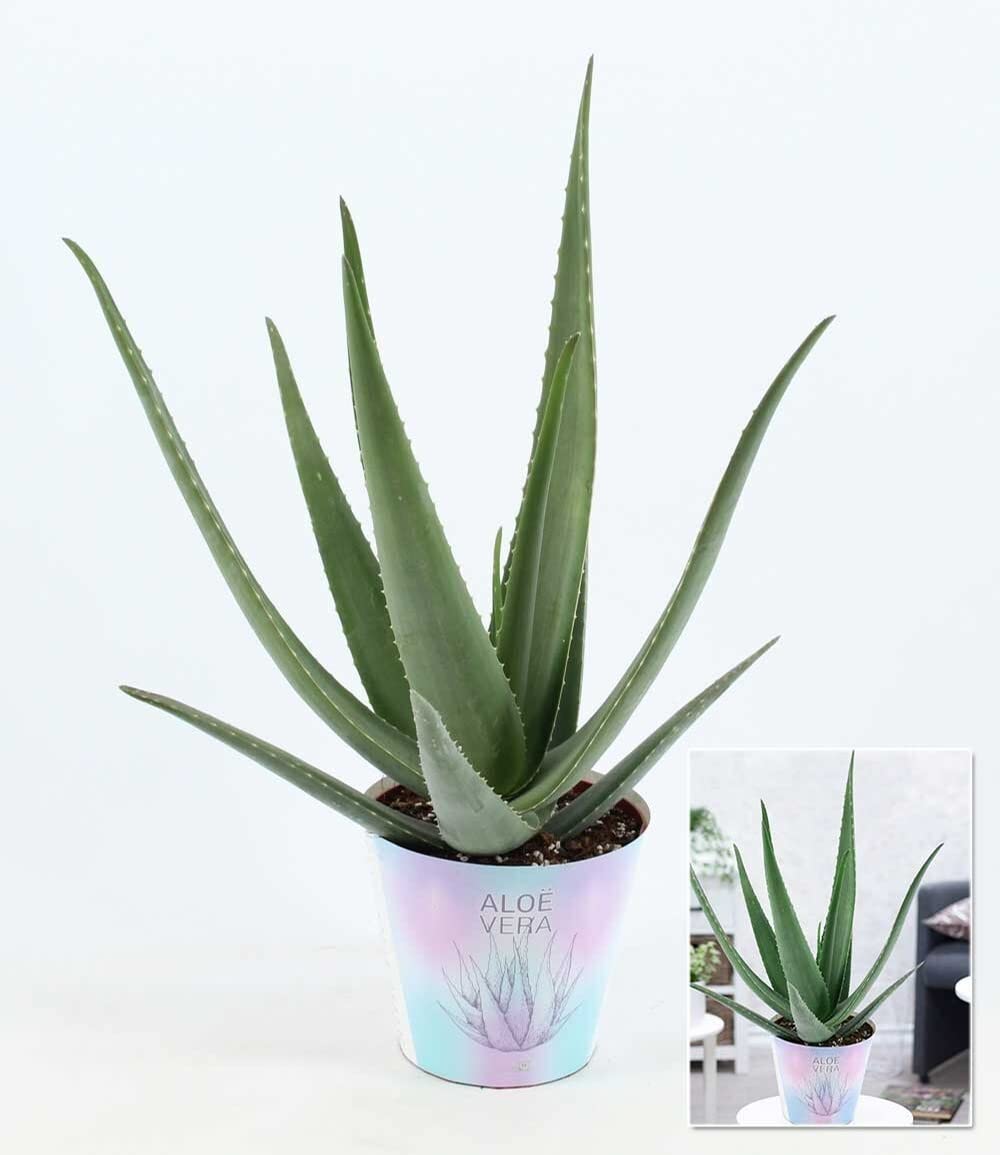 BALDUR Garten XXL Aloe Vera, 55-65 cm hoch, Pflanze im 19 cm-Topf,  extragro, luftreinigende Zimmerpflanze, Gel vielseitig verwendbar,  Grnpflanze, mehrjhrig - frostfrei halten, Aloe barbadensis : Amazon.de:  Garten