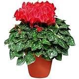 [花工房フラワーギフト] 産地直送 シクラメン 鉢植え 特大サイズ 8号鉢 (お歳暮 花 ギフト | クリスマス 花 ギフト | 誕生日 花 プレゼント) (レッド系)