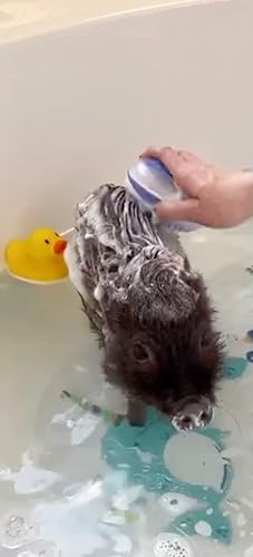 Miniatura 4 de Aceite de coco orgánico sin refinar USDA para tu cerdo con una mezcla especial de humectantes para el cabello y la piel y champú blanqueador con