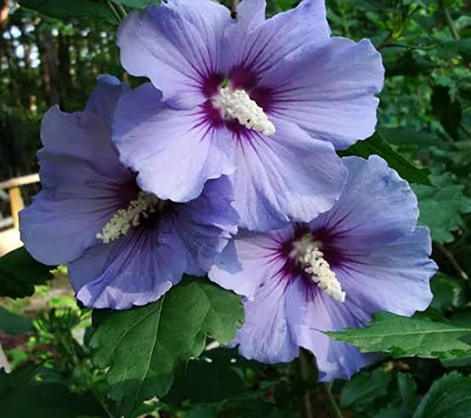 GREENLIVE TRADERS Purple Blue Live Dwarf Hibiscus Flower Plant (Purple) Gudhal China Rose Life Plant (B0BDG9R7D6) Amazon Price History, Amazon Price Tracker