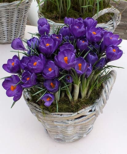 Floriculture Greens Winter Bulbs IMP. Crocus/Saffron A Grade Hybrid Quality Pot & Land Growing Bulbs (Pack Of 1 Vernus Flower Record) (B09B5L6PRF) Amazon Price History, Amazon Price Tracker