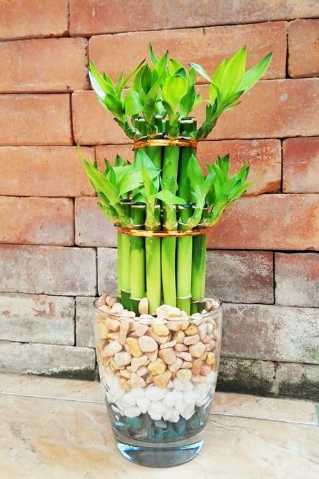 Two layer Lucky bamboo Air purifying Live Plant Indoors, outdoor for Living Room, Table Corner, Balcony, Office,Bed room/Home Decoration (pack of 1)-image-14