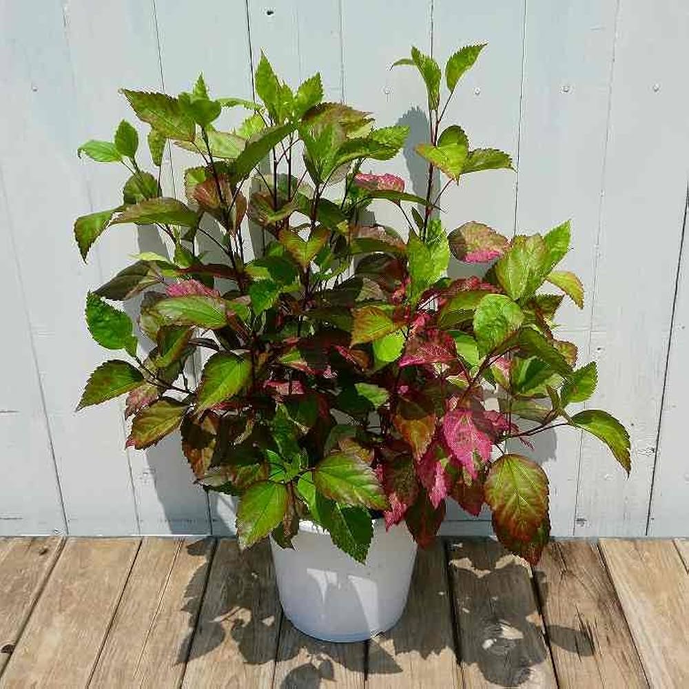 Amazon.co.jp: ハイビスカス フラムルージュ 赤葉種 斑入り 6号 小輪