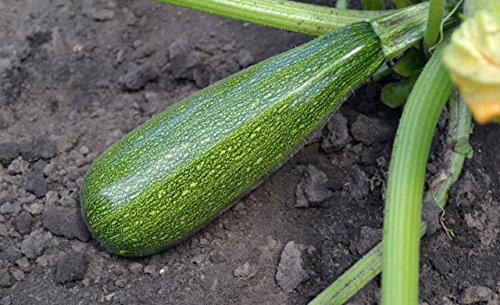 Cemeha Seeds - Light Green Zucchini Courgette Squash 36 Days Non Gmo Vegetable For Planting #TOP4