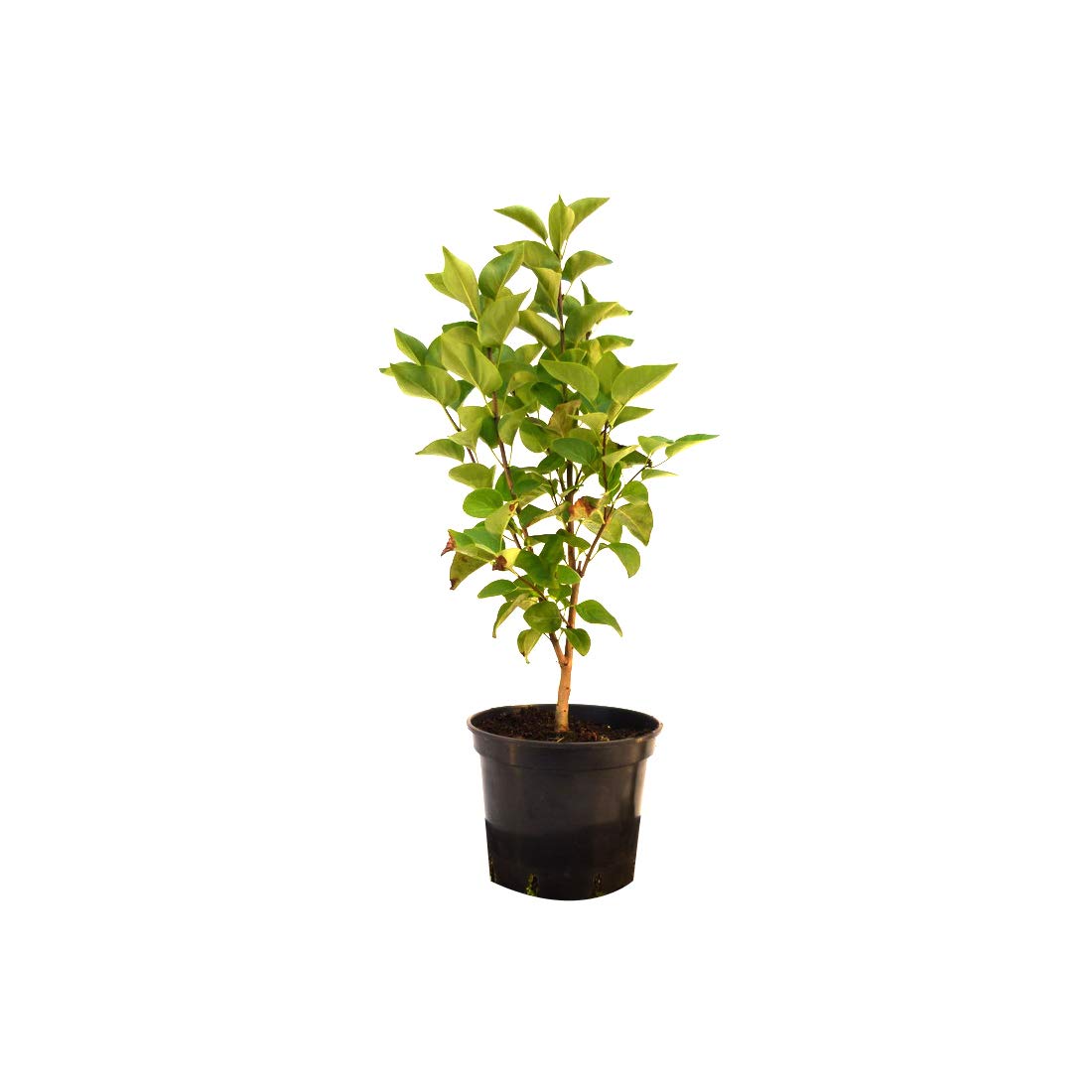 Syringa Vulgaris 'Belle De Nancy'- Lilas commun 'Belle De Nancy' 40-60 cm en conteneur