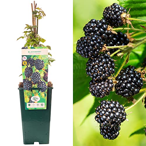BlackBerry Rubus Triple Crown | Delicious Fruit Plant Shrub | 30-50cm Potted