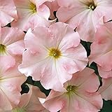 Eden Brothers Petunia Seeds - Dreams Appleblossom