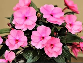Impatiens Balsam Seeds(3000) - Annual Flowers for Planting - GMO Free