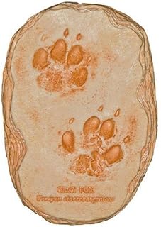 Gray Fox Footprint (22x17cm) Small
