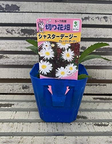 Amazon 花苗 シャスターデージー クレージーデージー 9cmポット 1苗 鉢 Amazon 花苗 シャスターデージー クレージーデージー 9cmポット 1苗 鉢