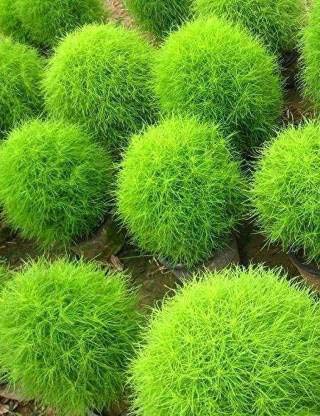 See full amazon price history chart for LIVOX Kochia Bush Green Flower Desi Seeds Summer Variety Special for Home and Balcony Gardening (50 per packet) LIVOX Kochia Bush Green Flower Desi Seeds Summer Variety Special for Home and Balcony Gardening (50 per packet) (B091CY7JX3) Amazon Price History, Amazon Price Tracker