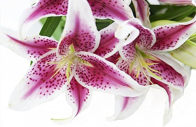 Miniatura 2 de Colección KaBloom Hollywood - Barbie Pink Lily Ramo de 10 lirios Stargazer Rosa Fresco (Farm Fresh) Entrega Prime