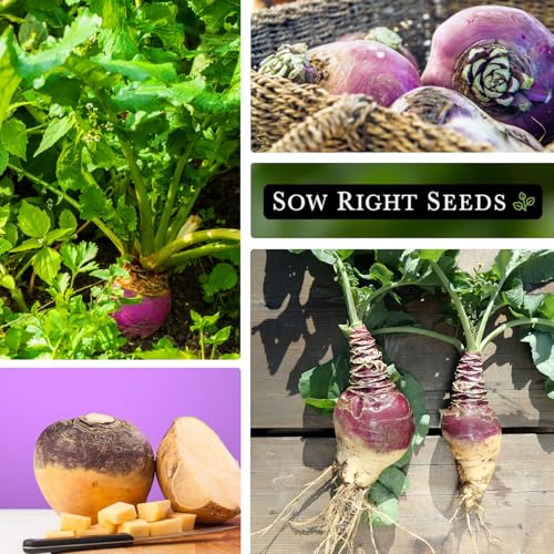 Sow Right Seeds - American Purple Top Rutabaga Seeds for Planting - Non-GMO Heirloom Packet with Instructions to Grow an Outdoor Home Vegetable Garden - Yellow Flesh Rutabaga - Sweet Root Crop (1)