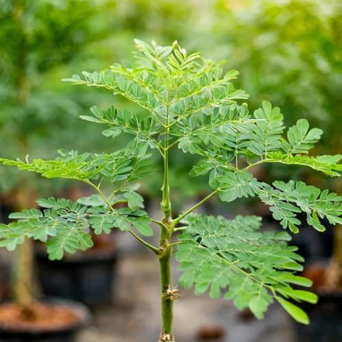 Image of Moringa Live Plant with Pot | Drumstick Sahjan Medicinal Tree Plant | Fast Growing Nutrient Rich Outdoor Herbal Plant for Home Garden Terrace Backyard Farming | Pack of 1