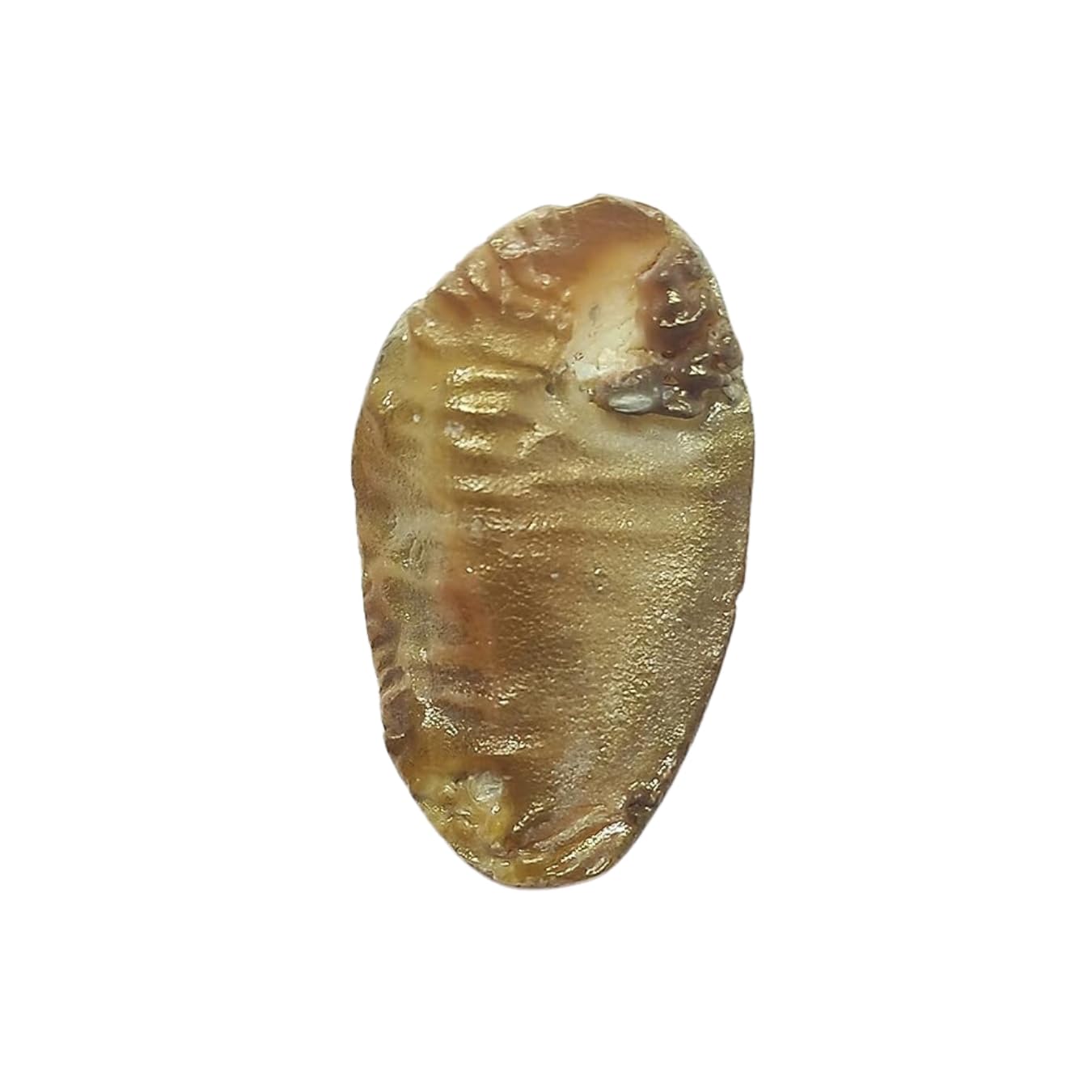 Shukra Mani 13 Carat 100% Natural Shukramani Certified From Authentic Laboratory (B09RNCS9N4) Amazon Price History, Amazon Price Tracker