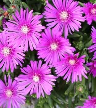 Amazon.co.jp: マツバギク 松葉菊 9.0cmポット 多肉植物 10