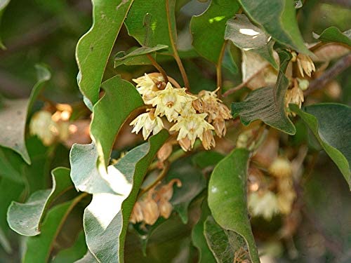 CooPany® Maulsari Elanji/Spanish Cherry/Bullet Wood/Mimusops elengi Healthy Live Medicinal plant