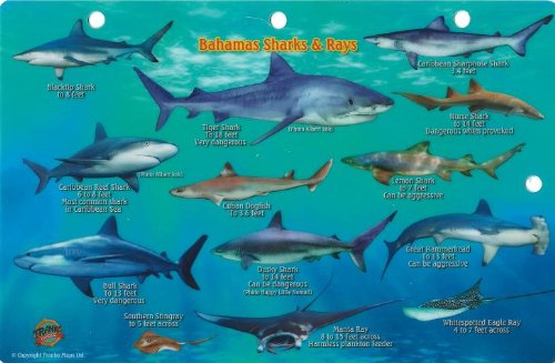 Bahamas Sharks & Rays Waterproof Fish Card