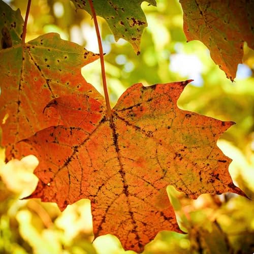 Autumn in a peaceful Manhattan park
