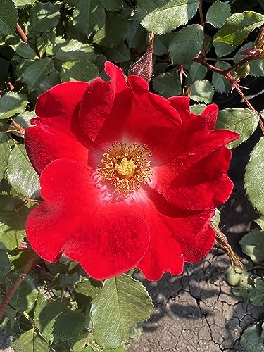 'Our Molly' - Eye-Catching Red Blooms with White Centre - Potted Shrub Rose