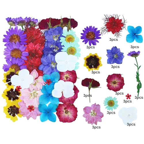 36 piezas de flores secas prensadas para manualidades y decoración miniatura 2