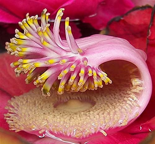 Sacred Shiva Linga Flower 25+ Seeds for Home Garden, Balcony, Indoor etc -All Season Flower Seeds/Evergreen-Year Round Bloom
