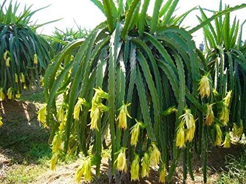 Hylocereus megalanthus | Yellow Dragon Fruit |Pitaya|Pitahaya Amarilla| 20_Seeds - Thumbnail 4