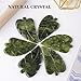 Natural Green Jade Stone Hand-Carved Crystal Leaves Sculpture Leaf Shape Crystal Healing Stone