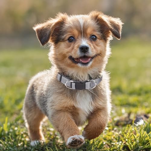 Collar para perro ajustable Soft Padded Nylon Gris S miniatura 2