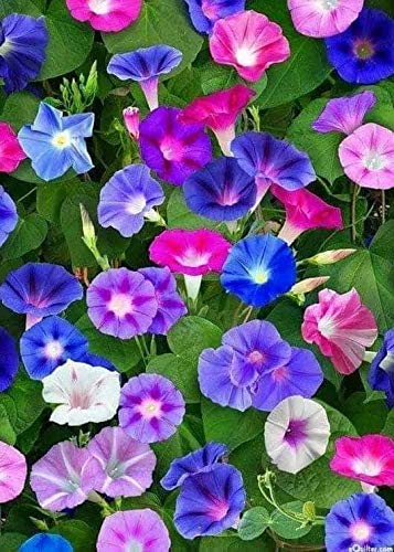 Seeds4Planting - Seeds Morning Glory Purple Mix Ipomoea Annual Flowers Non Gmo #TOP2