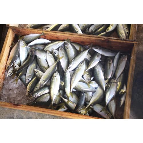 [1本ずつ丁寧に手づくり]五島ノ魚醤 60ml (青魚) 計3本セット[factory333] [DAS031]
