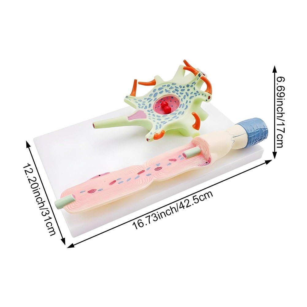 Modèle De Neurone Modèle Anatomique De Neurone Humain pour L'étude en Classe Médicale De Matériel Pédagogique