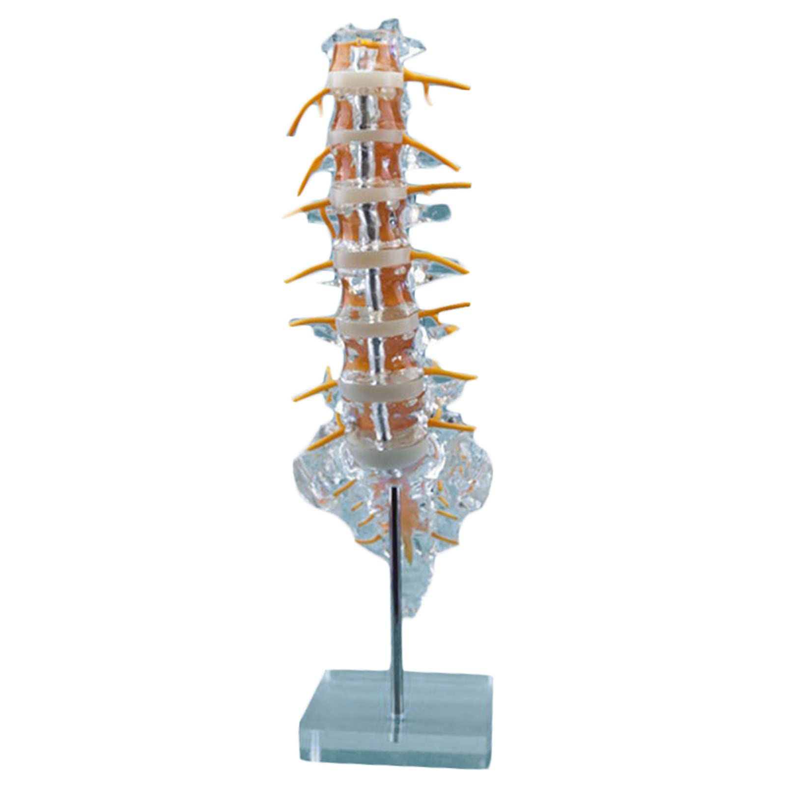 GRFITLife Size Lumbar Spine Model - Medical Anatomical Skeleton Lumbar Spine Model with Tailbone - for Medical Dimensional Teaching Study Display, Lab Supplies