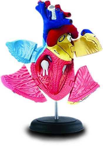 Modello Di Anatomia Umana Cuore