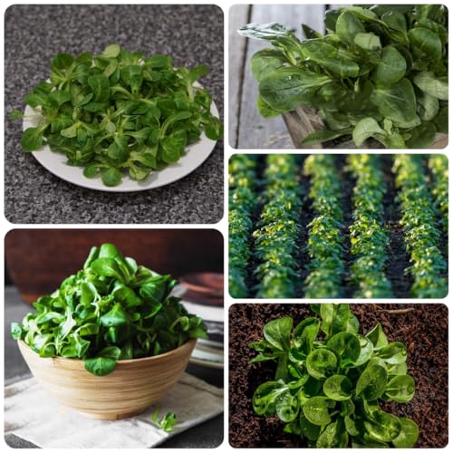lattuga di agnello biologica aromatiche biologiche e invernali semi di lattuga da giardino perenni resistenti decorazioni da giardino per esterni invernali, 400Semi