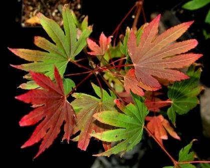 Amazon.com : KI SETSUDE Oregon Vine Maple/Japanese Maple Hybrid