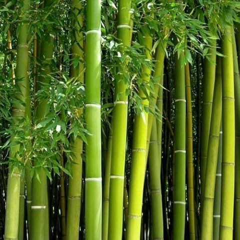 Giant Bamboo Seeds for Planting - 500+ Bamboo Seeds Exotic and Fast Growing Giant Bamboo, Privacy Screen Cover