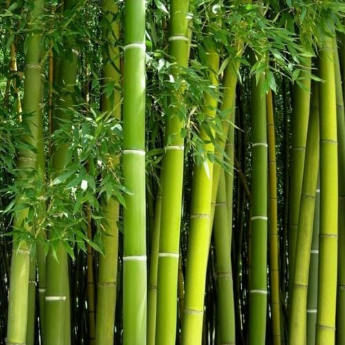 Giant Bamboo Seeds for Planting - 500+ Giant Green...