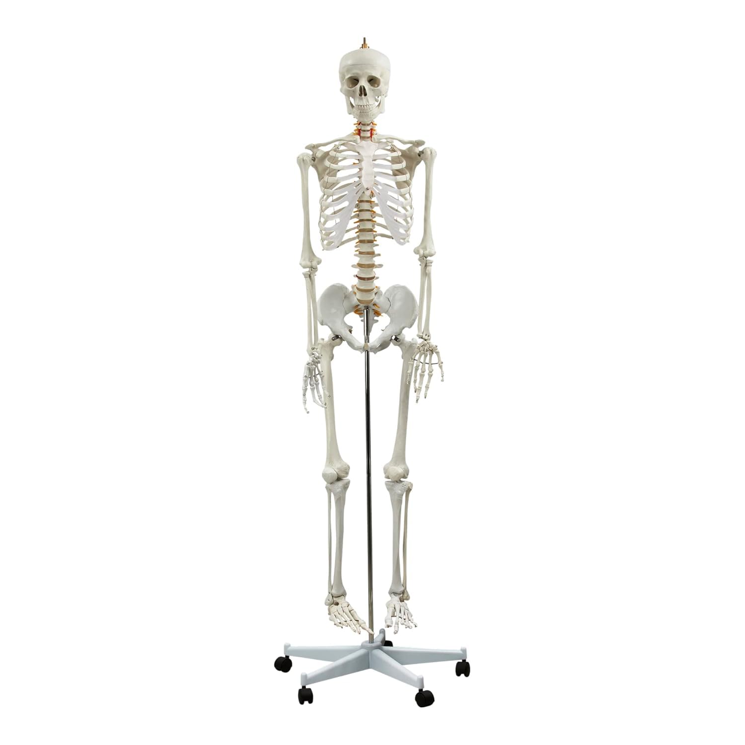 Model szkieletu ludzkiego naturalnej wielkości o długości 180 cm – szkielet anatomiczny składający się z 206 kości