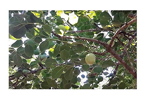 Abbiamo tutto quello che ti serve per rendere unico il tuo giardino o la tua zona living. Ti auguriamo tanto successo con la semina e non vediamo l'ora di vedere i nuovi fiori con te.