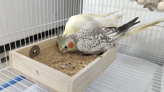Bird Feeding Cups, Natural Wooden Parrot Perch Stand, Birds Food Dish, Parakeets Feeder Bowl, Cage Accessories for Small Animals Rat Hamster Guinea Pig Chinchillas Budgies Cockatiels Love Birds - image 7