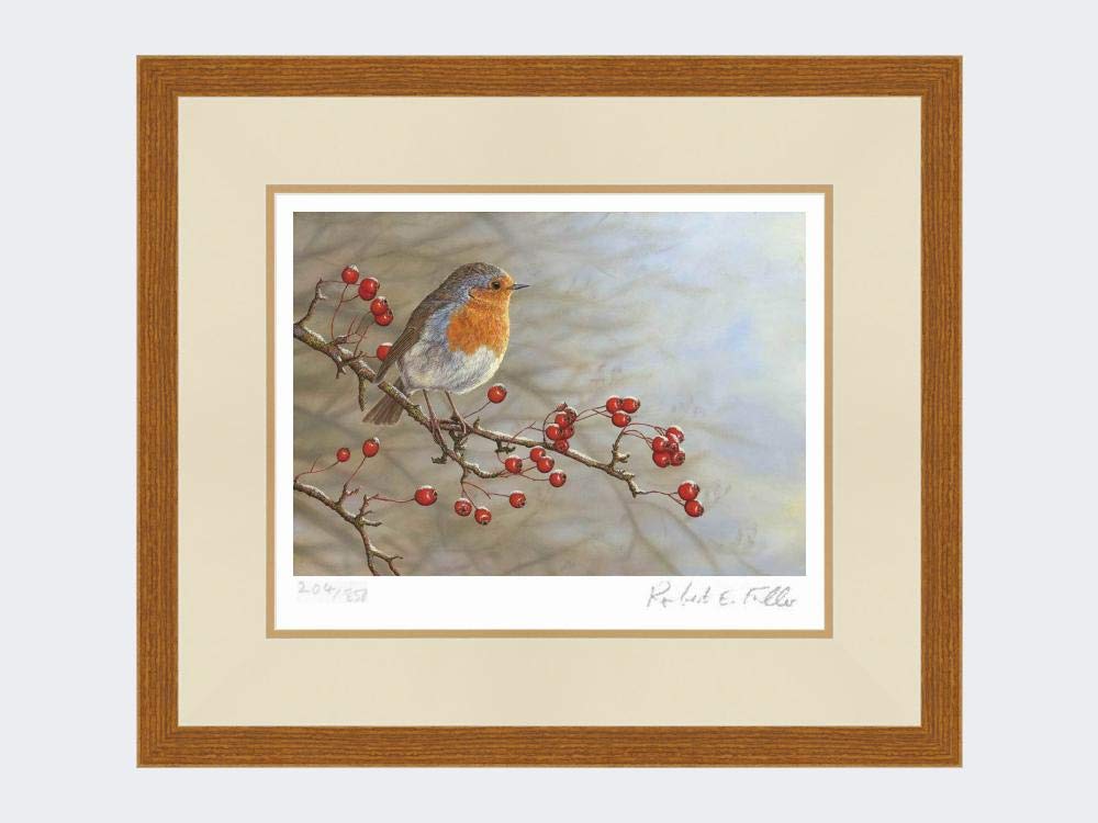 Robert E Fuller Robin in Hawthorn Limited Edition Print Mounted and Framed | Signed & Numbered by Wildlife Artist Ready to hang on your wall | Image size 30x21cm