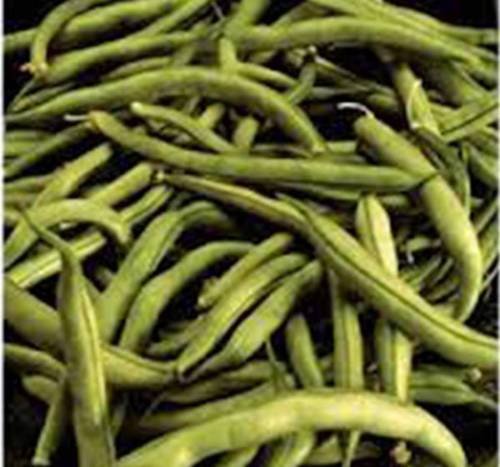 GRAINES DE HARICOTS Commodore BUSH héritage haricots verts BIO NON OGM Paquet de 500 graines