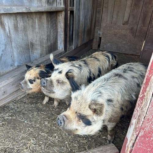 Three Little Pigs Join Foggy Oak Farm 🐷🐖🐽 cover art