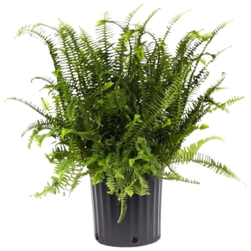 American Plant Exchange Kimberly Queen Fern, Live Air-Purifying Houseplant, Versatile Indoor or Outdoor Décor, Large 10-Inch Pot, 1.5FT Tall for Planters & Baskets