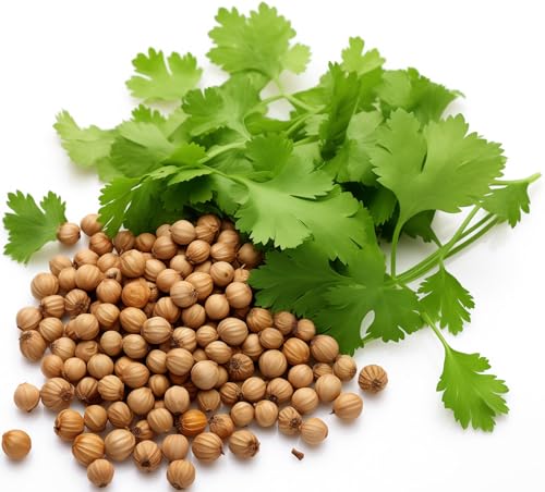 500+ Cilantro Seeds for Planting - Heirloom Non-GMO USA Grown Herb Seeds in Premium Protective Packaging - AKA Coriander Chinese Parsley Coriandrum Sativum - by RDR Seeds