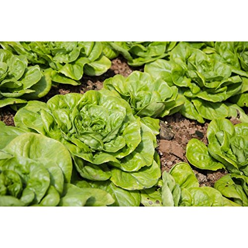 Window Garden - Vegetable Starter Kit - Grow Your Own Food. Germinate Seeds on Your Windowsill Then Move to a Patio Planter or Vegetable Patch. Mini Greenhouse System - Easy. (Buttercrunch Lettuce)