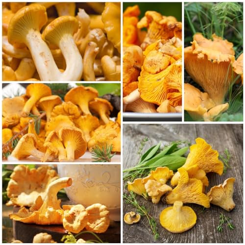 300 piezas Semillas de rebozuelos - Productos sostenibles Hierbas medicinales Setas Setas, Hongos Setas Regalos inusuales Cama elevada exótica Balcón Interior Jardín de hierbas Plantas de