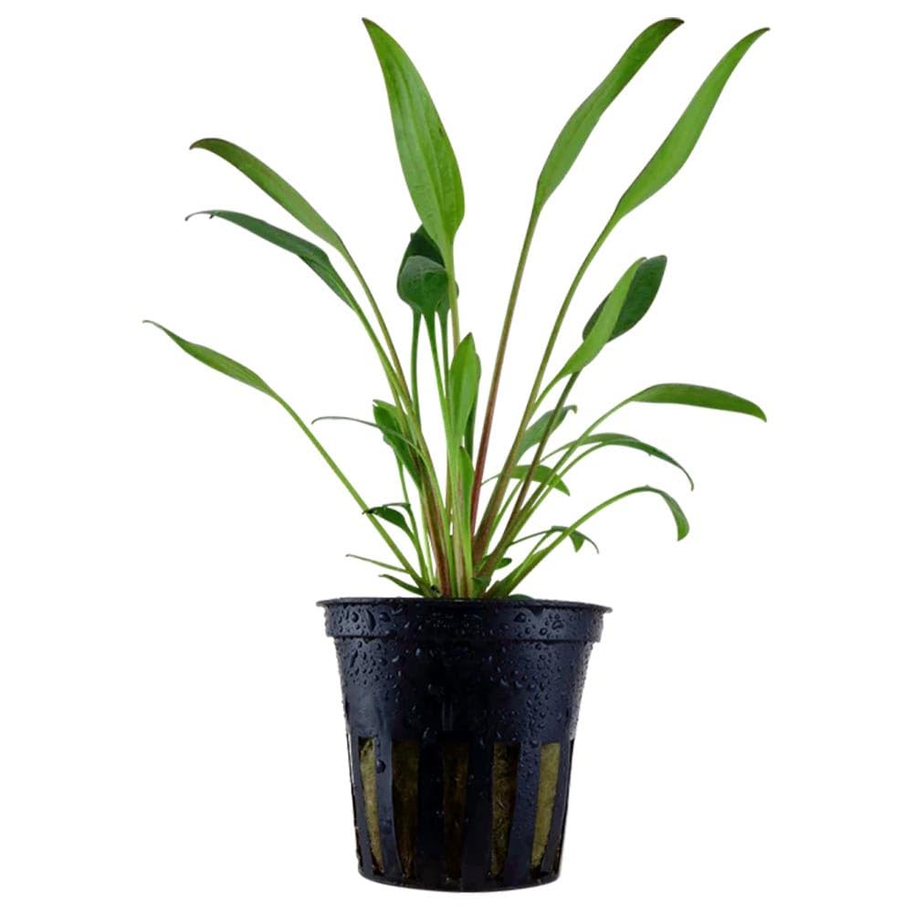 Tris Cryptocoryne “Nevellii” – Piantine Acquatiche Tappezzanti | Ideali per Neofiti ed Acquari Naturali