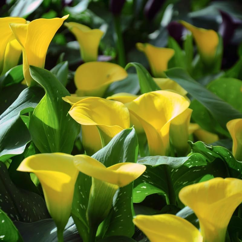 Yellow Calla Lily Bulb, Calla Lily Plant Live Bulb, Calla Lily Bulb for Planting Outdoors, Giant Calla Lily Bulb to Grow